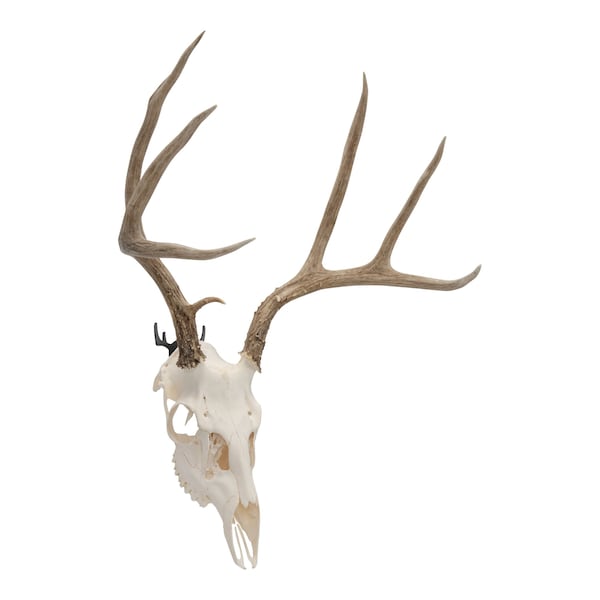 Allen Co Steel Trophy Wall Hook, 1/8 in. Thick, 2-Hooks Per Pack, Black 5625 - main